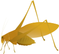 Oblong winged katydid - orange morph