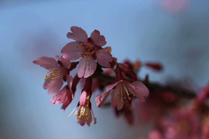 File:Okame sakura.jpg