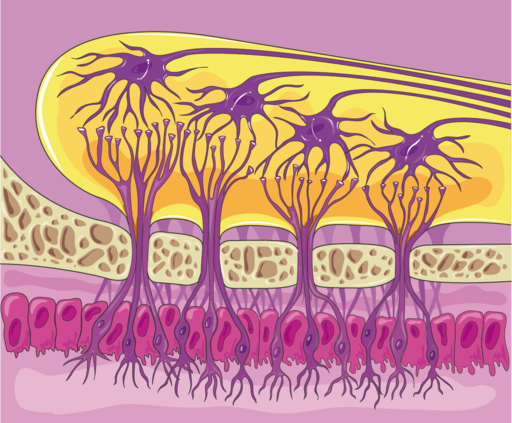 Olfactory bulb 2 diagram