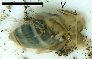 <i>Olivella columellaris</i> Species of gastropod