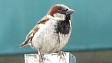File:One sparrow then another.ogv