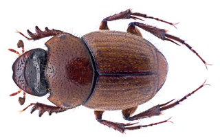 <i>Onthophagus ochreatus</i> Species of beetle