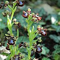 Ophrys speculum