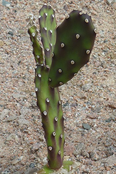 File:Opuntia anacantha var. kiska-loro (Cactaceae) (cropped).JPG