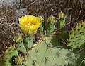 Opuntia engelmannii