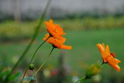 Cosmos sulphureus