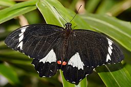 Papilio aegeus