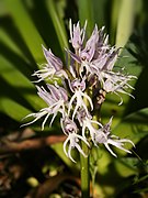 Orchis italica