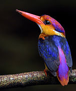 Oriental dwarf kingfisher.jpg