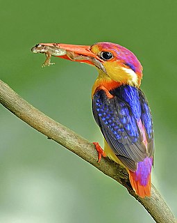 Oriental dwarf kingfisher