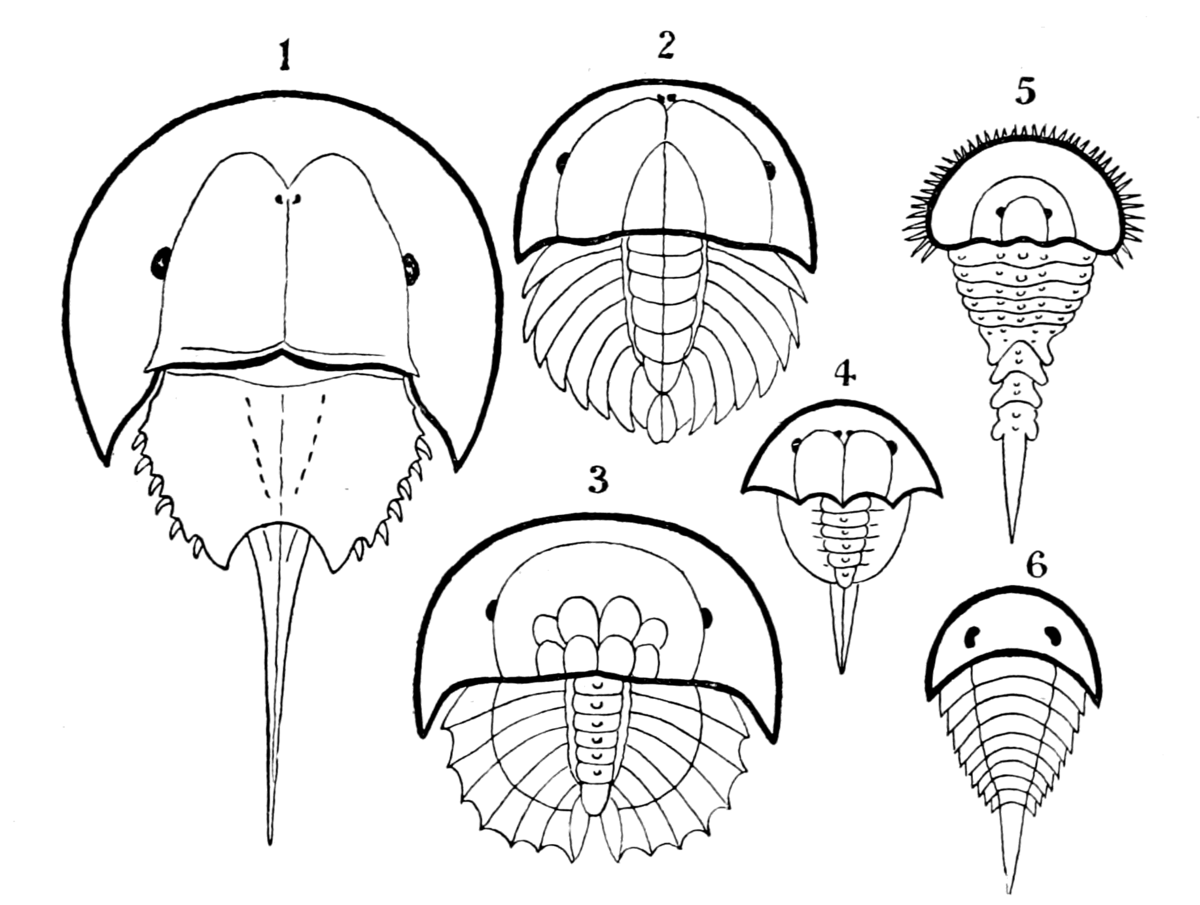 カブトガニ類 Wikipedia