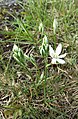 Ornithogalum pannonicum