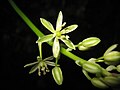 Liliacée inconnue, en sous-bois sur pente exposée plein ouest, altitude 50 m, Pays Basque.