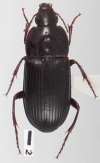 <i>Orthomus</i> Genus of beetles