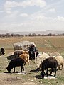 Oshtorinan, Lorestan Province, Iran - panoramio (4).jpg