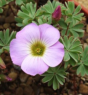 <i>Oxalis enneaphylla</i> Species of flowering plant