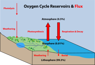 Schema del ciclo dell'ossigeno