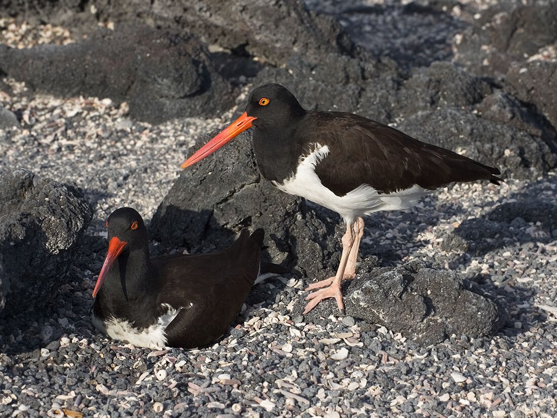 Haematopus palliatus galapagoensis