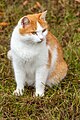 English: Bicolor patterned red tabby and white cat Deutsch: Zweifärbig gemusterte rot getigerte und weiße Katze