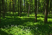 Čeština: Přírodní rezervace Horní louky, okres Uherské Hradiště