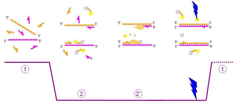 PCR hidrolízisszondával. JPG