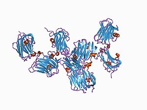 PDB 1c4r EBI.jpg