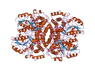 <span class="mw-page-title-main">Group I pyridoxal-dependent decarboxylases</span>