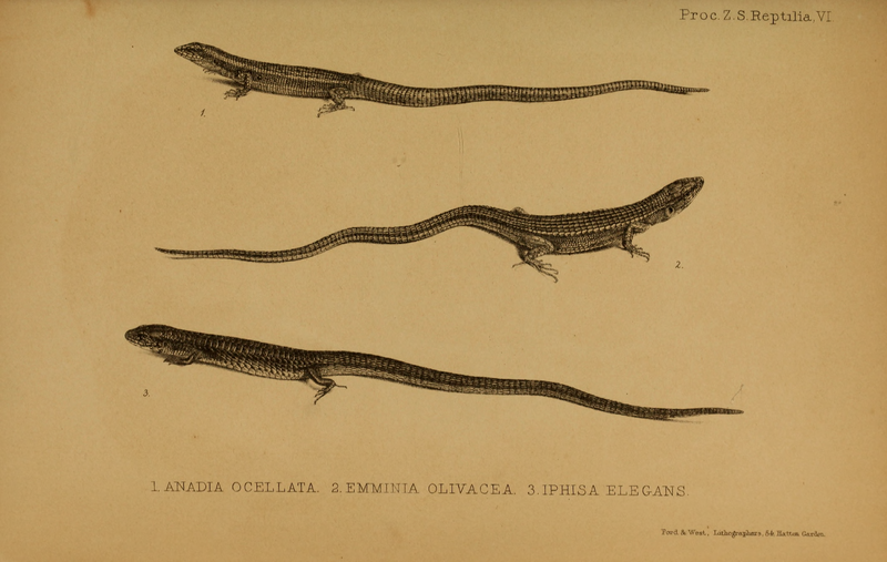 File:PZSL1851PlateReptilia06.png