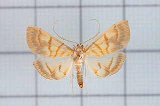 <i>Pagyda</i> Genus of moths