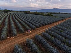 Paisaje agavero de Jose Cuervo en Tequila, Jalisco.jpg