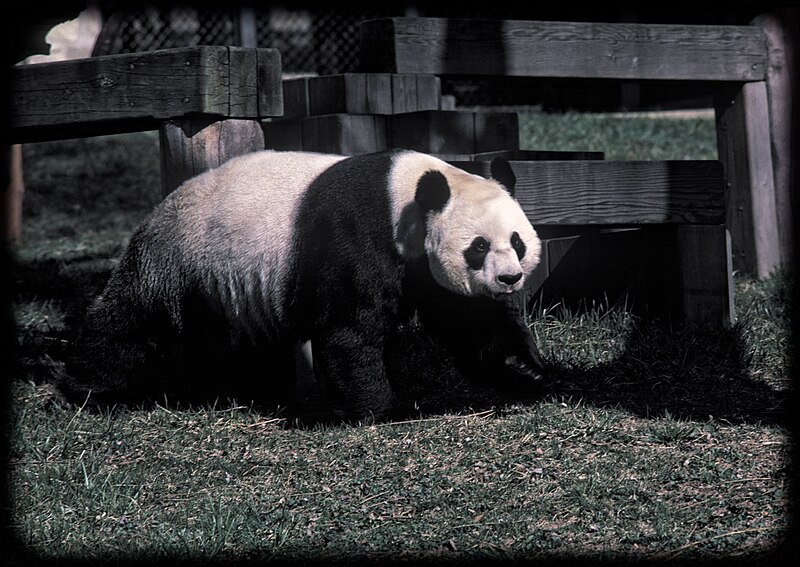 File:Panda Washington Zoo 2014.jpg