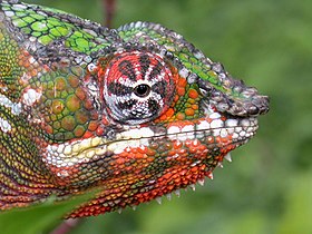 Panther Chameleon (Furcifer pardalis).jpg