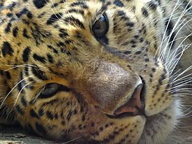 Panthera pardus orientalis - Leopardo dell'Amur.JPG