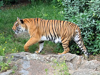 Indochinese tiger Tiger population in Southeast Asia