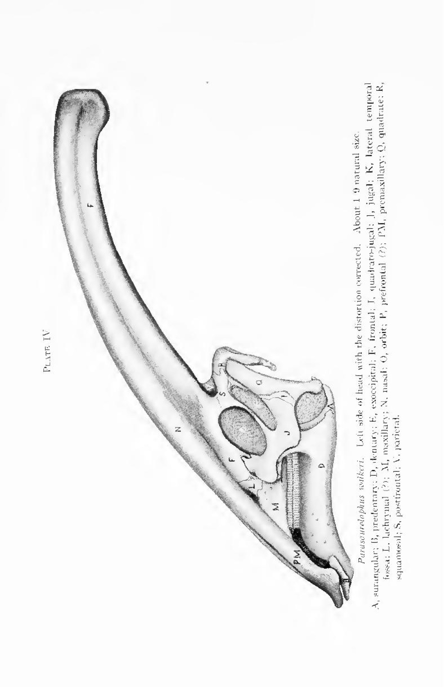 Dinosaur-43.j…