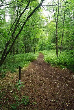 Path Through Springpool Wood - geograph.org.uk - 2591611