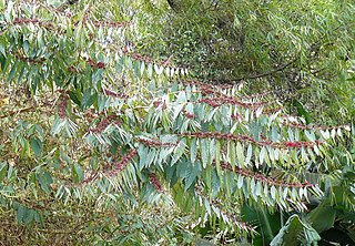 <i>Pehria compacta</i> Species of flowering plant