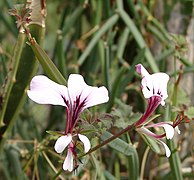 Pelargonium tetragonum