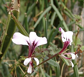 Descrizione dell'immagine Pelargonium tetragonum.jpg.