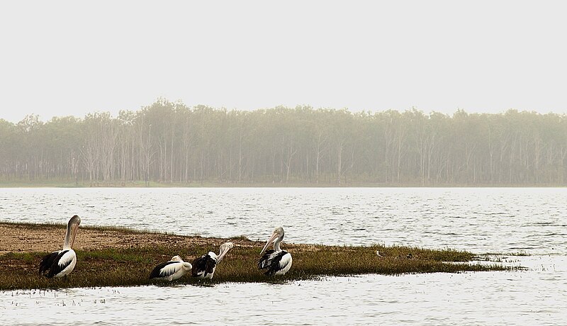 File:Pelicans on the shore of Lake Tinaroo, 2008.jpg