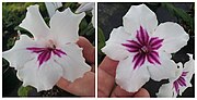 Thumbnail for Floral symmetry