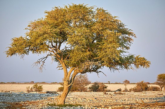 Perching bird tree at the Okaukuejo waterhole in Etosha Namibia