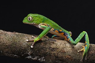 <i>Phyllomedusa bahiana</i> Species of frog in the family Hylidae endemic to Bahia and Brazil