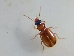 Perigona nigriceps - inat 135619482.jpg