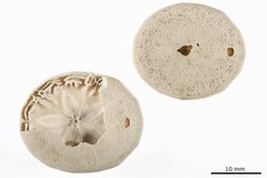 File:Peronella oblonga - ECH-000254 hab-ven.tif (Category:Echinodermata in the Natural History Museum of Denmark)