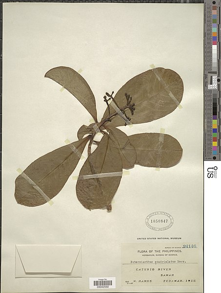 ファイル:Petersianthus quadrialatus (Merr.) Merr. (NMNH-03042592).jpg
