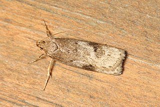 <i>Phaeosaces apocrypta</i> Species of moth