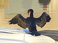 Grand cormoran séchant ses ailes au soleil sur un bateau du port de Vannes.