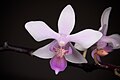 Phalaenopsis equestris