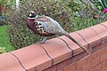 * Nomination An unexpected encounter with this bird, perching on a garden wall on Warrington Road, Prescot. --Rodhullandemu 17:09, 18 November 2021 (UTC) * Promotion  Support Good quality. --Tagooty 03:25, 25 November 2021 (UTC)